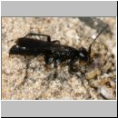 Pompilus cinereus - Wegwespe w50d mit Arctosa perita - Wolfspinne - Teverener Heide.jpg